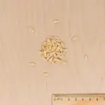 Potagères - Melon Petit Gris de Rennes - Légumes d'Autrefois - MEDIA_3D